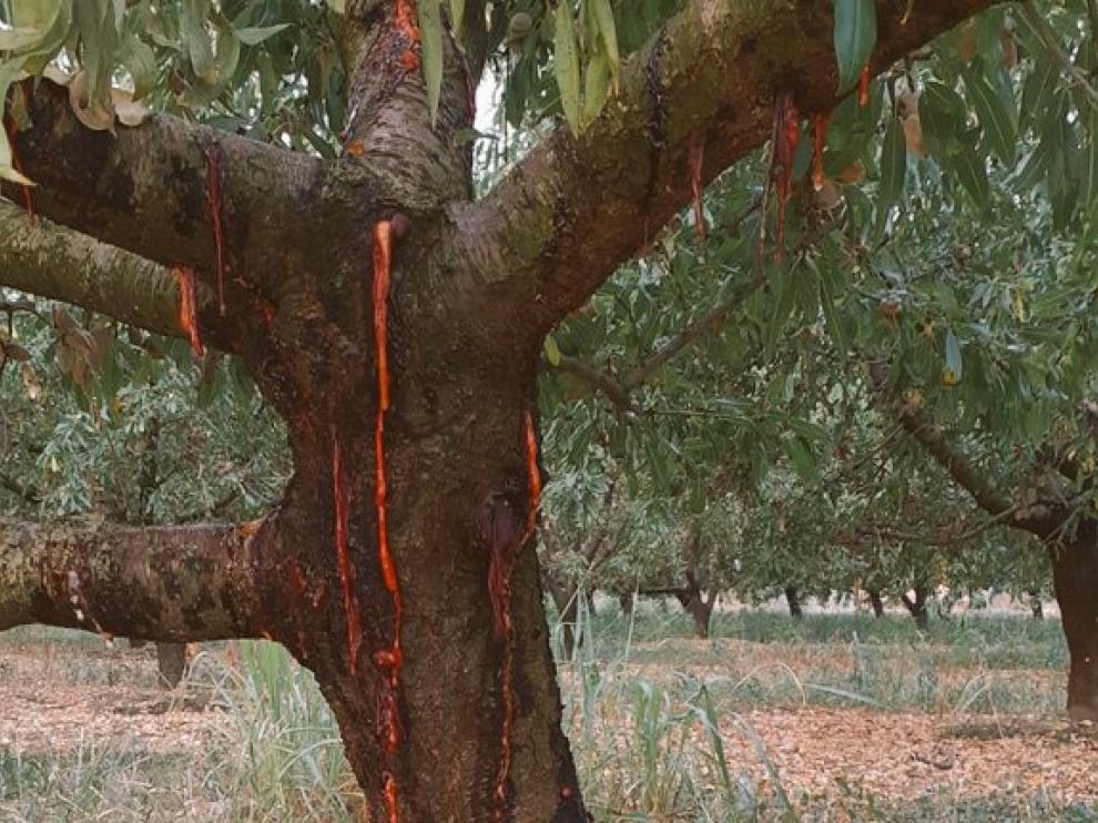 Presencia de chancro espumoso en un almendro aragonés.