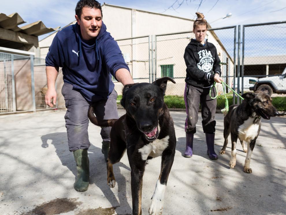 Animales y cuidadores de la protectora de la Diputación de Zaragoza.