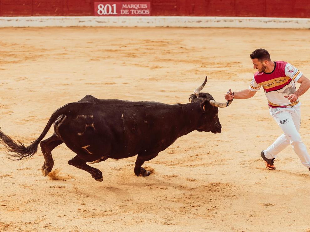 Constanza, anillando una vaca de Arriazu en Alagón.