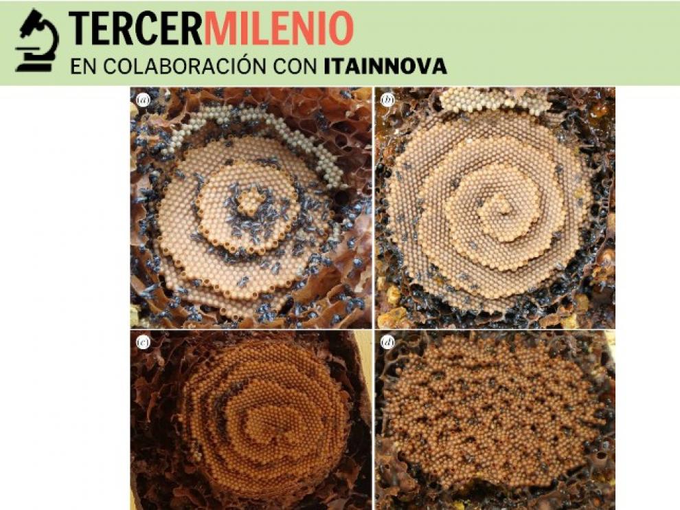 Panales de abejas Tetragonula mostrando (a) patrones diana, (b) espiral, (c) espirales dobles y (d) terrazas desordenadas.