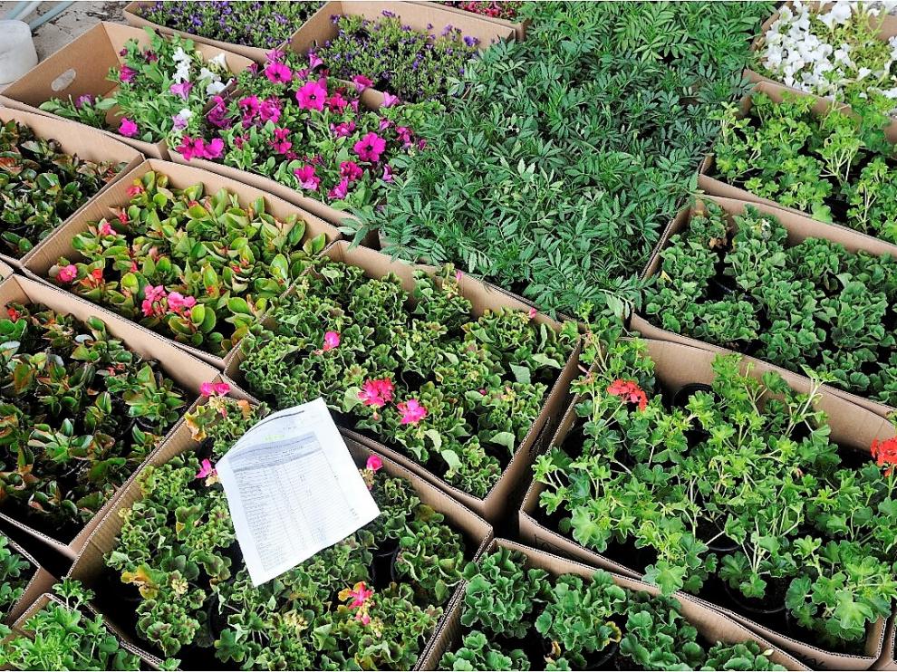 Plantas correspondientes a la campaña de flor de primavera.