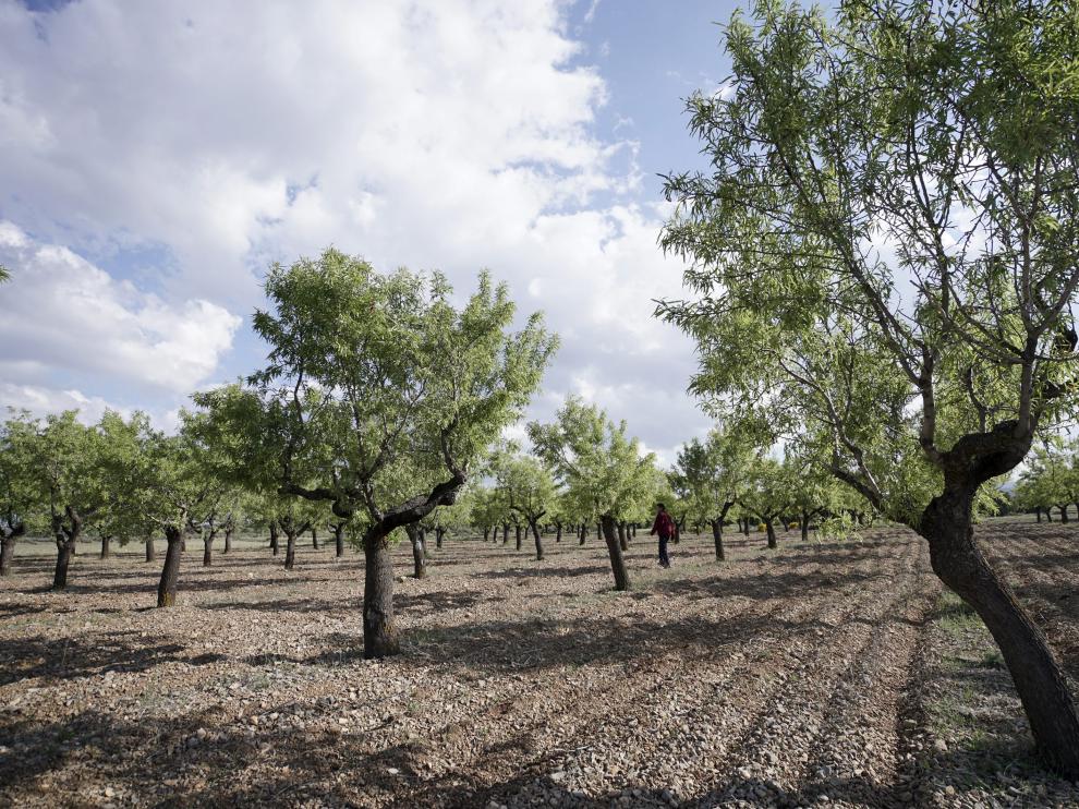 España es el tercer país en producción de almendra.