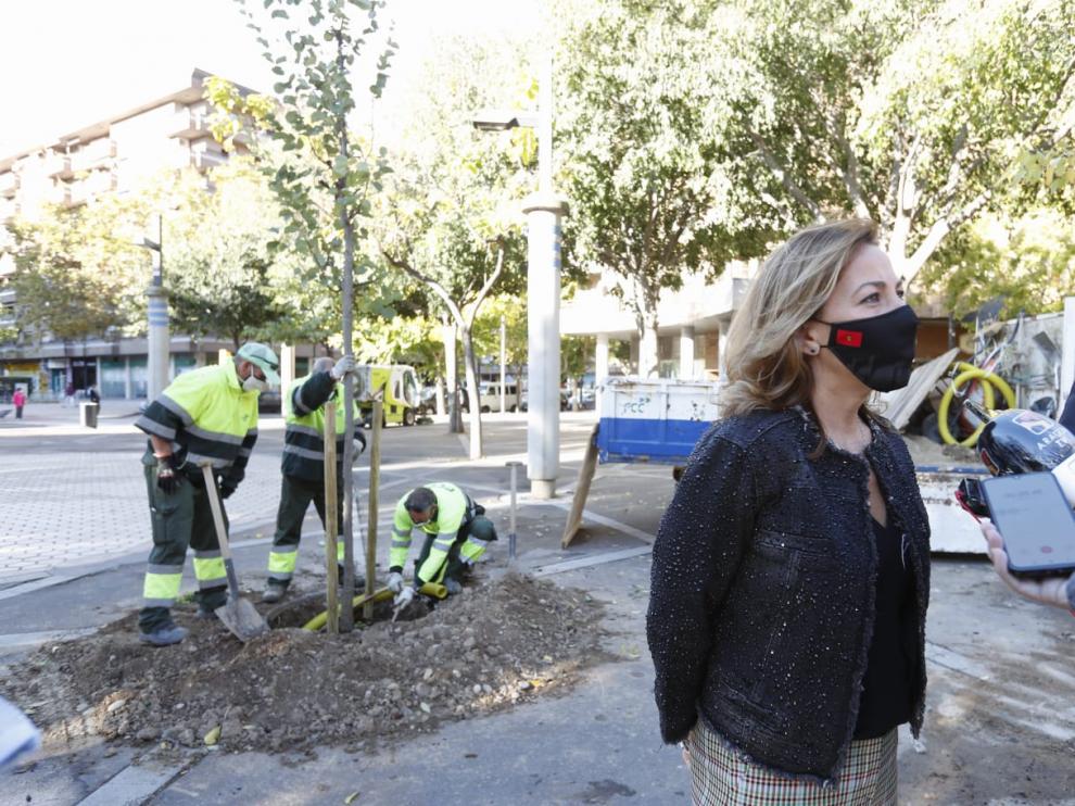 Árboles grandes, medios y pequeños en Zaragoza