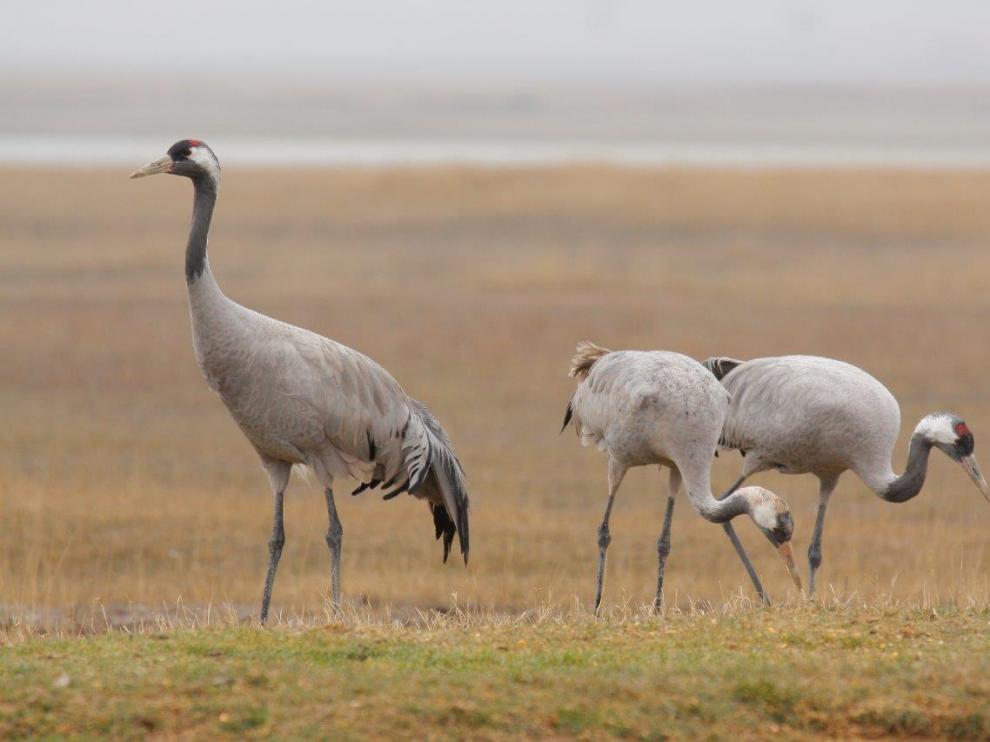 Grullas en Gallocanta