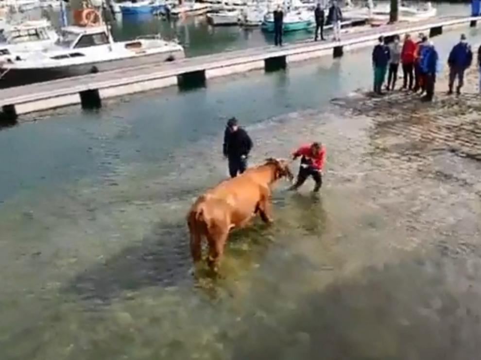 Una imagen del vídeo del rescate difundido en Facebook por el colectivo animalista 'Huellas Cantabria'.