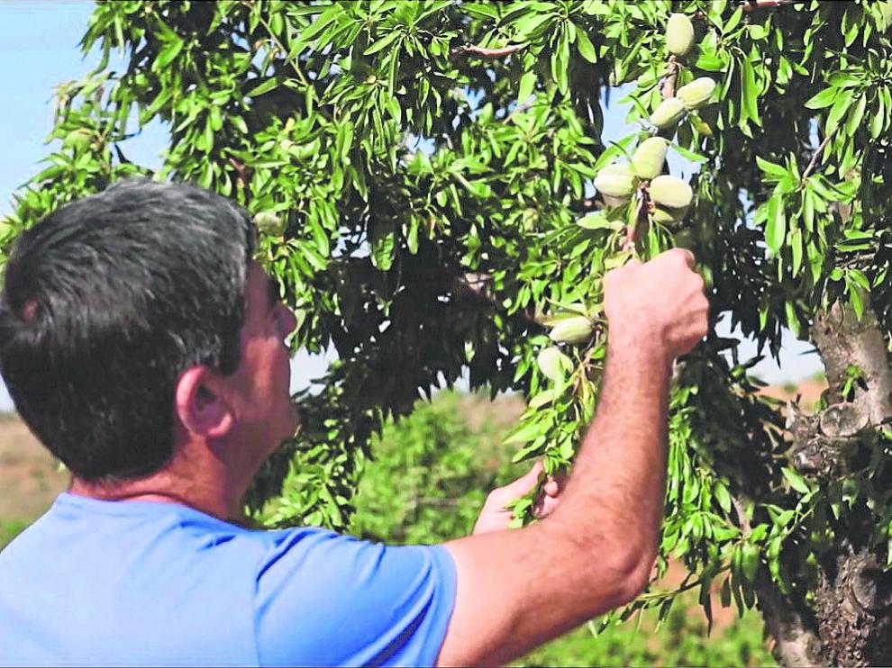 Producción de almendra de la Cooperativa Niño Jesús de Aniñón (Zaragoza).