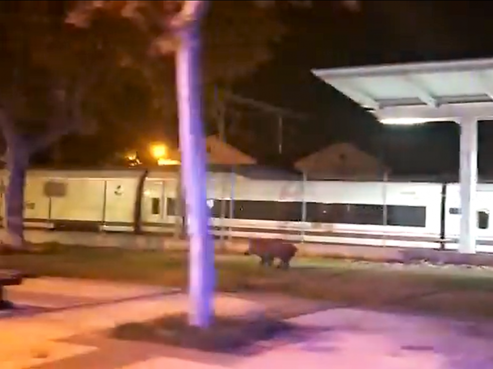 El animal corría por el césped que está junto a las vía de las estación de tren de Huesca.