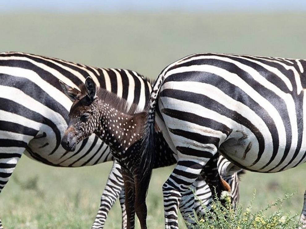 La cebra de topos nacida en un reserva africana.