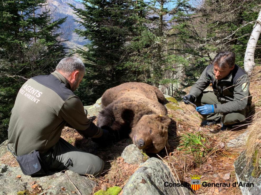 Agentes forestales con el cuerpo de Cachou, uno de los dos ejemplares muertos este año en circunstancias que se están investigando.