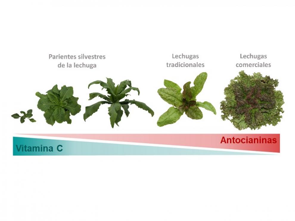 Una de las líneas de investigación del CITA está encaminada a la obtención de lechugas con mayor valor nutricional