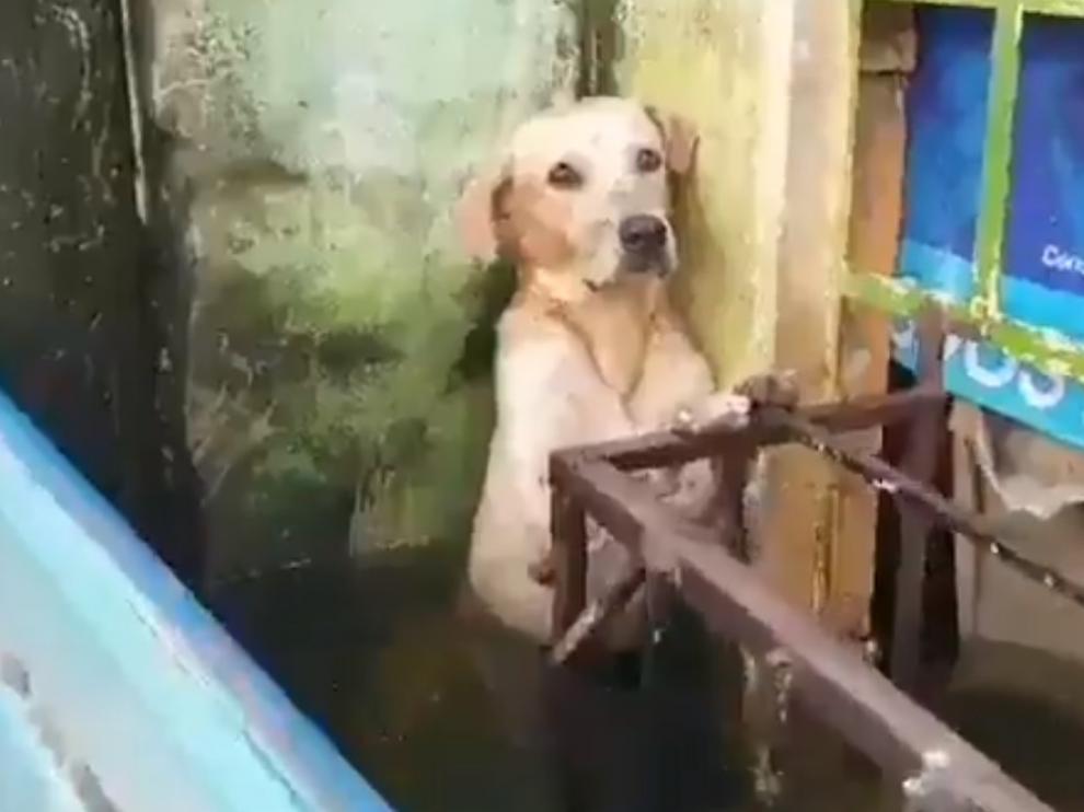 Captura del vídeo en el que aparece el animal atrapado.