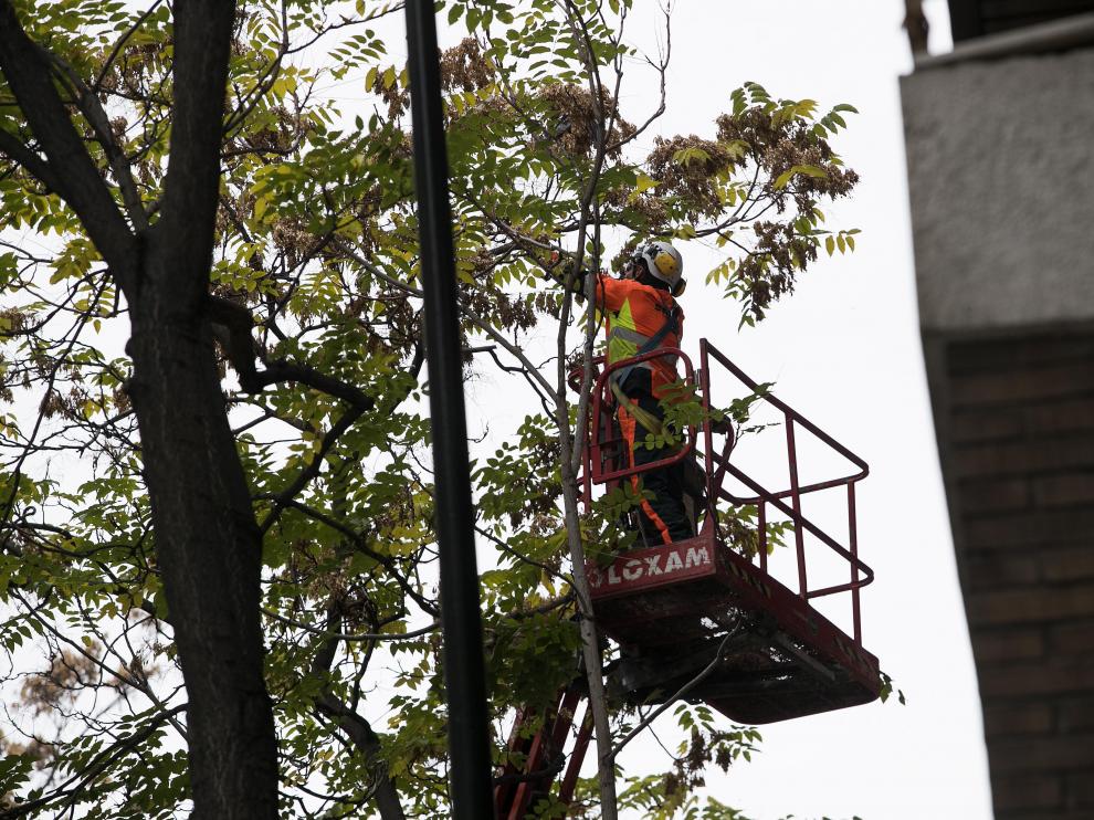 El Ayuntamiento ha intensificado las labores de poda en los parques y calles de la ciudad.