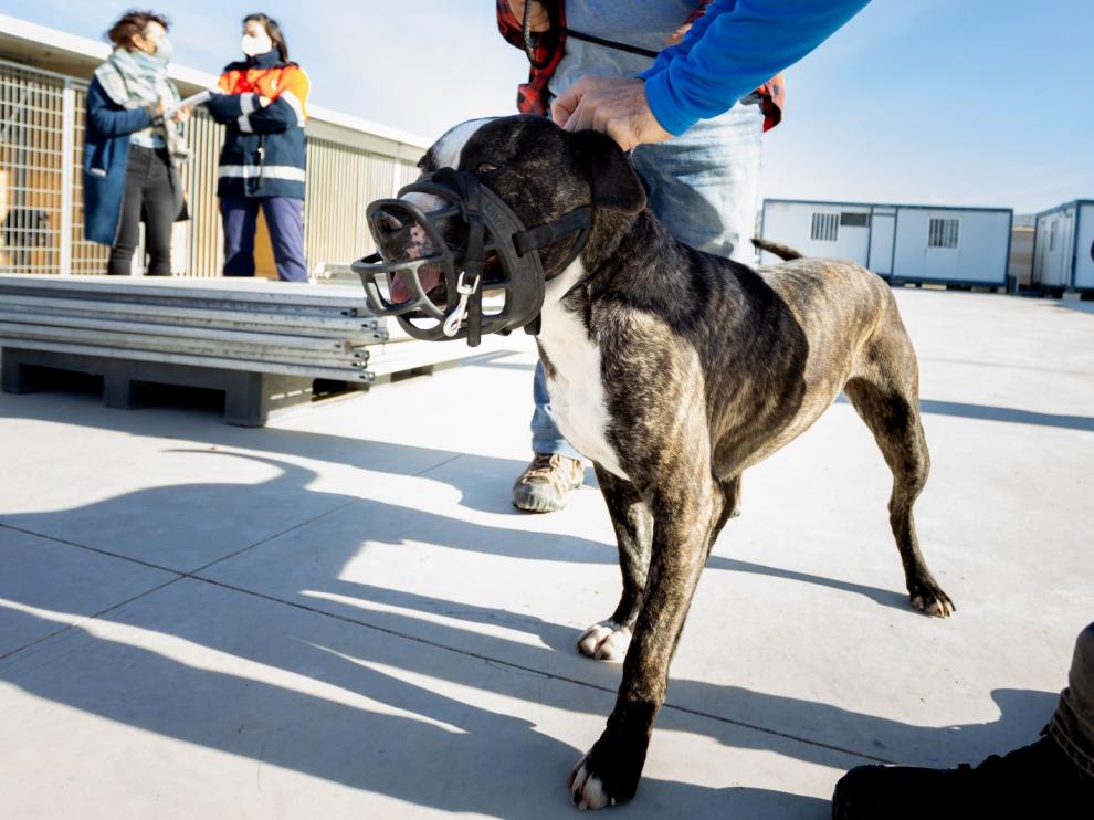 Adiestramiento de perros del Centro de Protección Animal