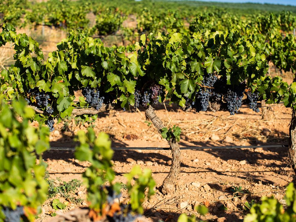 Bodegas Tempore se encuentra ahora en el camino hacia la obtención de la Certificación de Agricultura Biodinámica