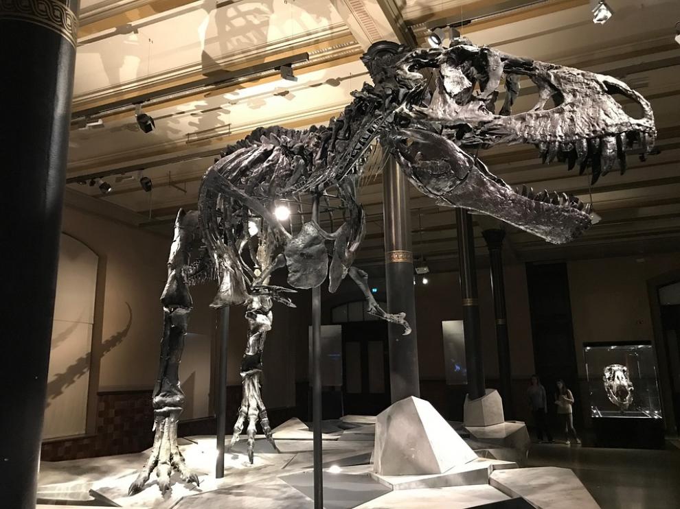 Imagen de un tiranosaurio Rex en un Museo.
