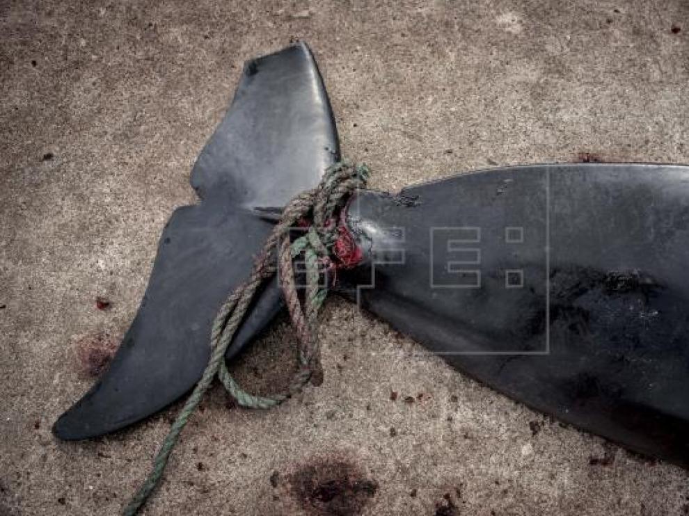 Vista de una ballena piloto muerta en el muelle de Jatnavegur, cerca a Vagar en las Islas Feroe, en 2018.