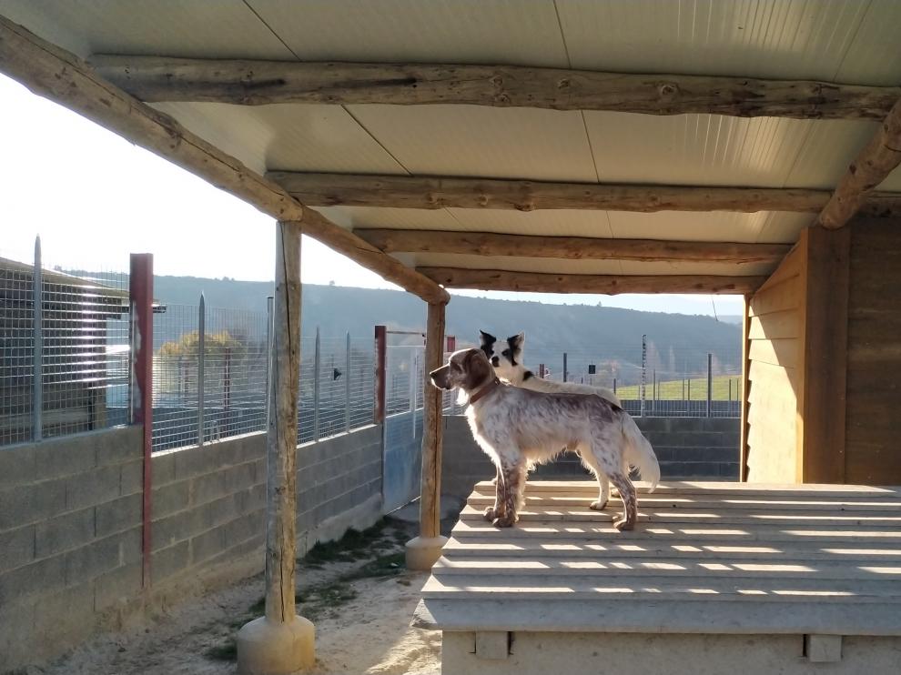 La residencia tiene una capacidad total para 24 perros.