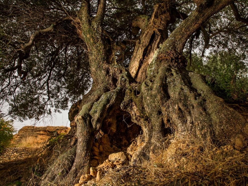 Uno de los tres olivos milenarios ya catalogados en Peñarroya de Tastavins.