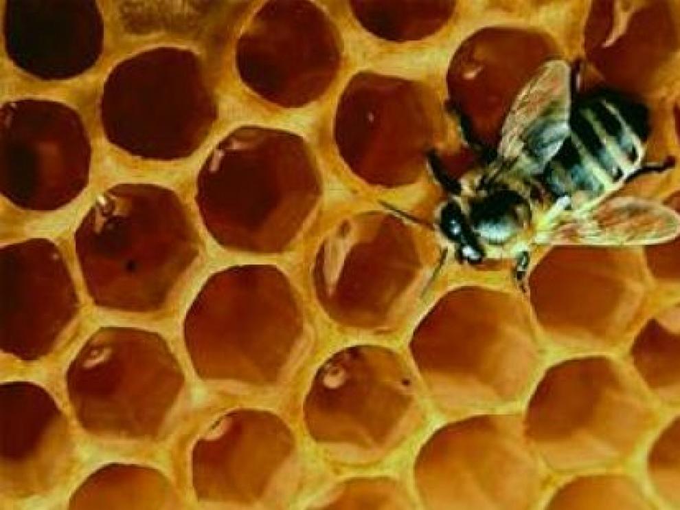 Las mieles de Teruel tiene fama de calidad porque proceden de floraciones muy demandadas. Laura Uranga