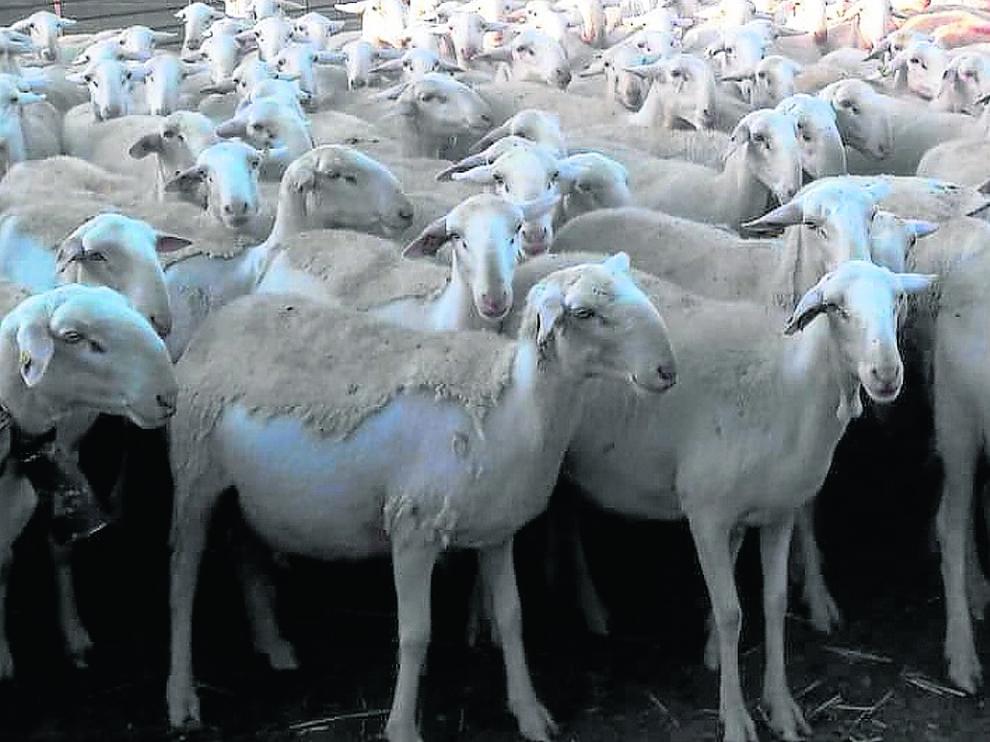 Ejemplares de oveja maellana.