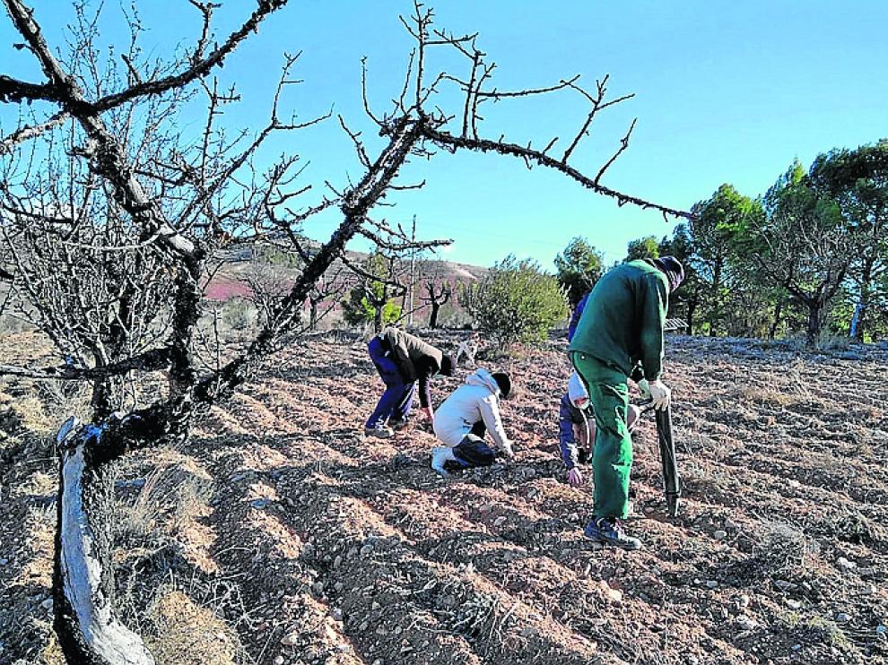 Los agricultores incorporados al proyecto realizan la plantación de distintas variedades aromáticas.