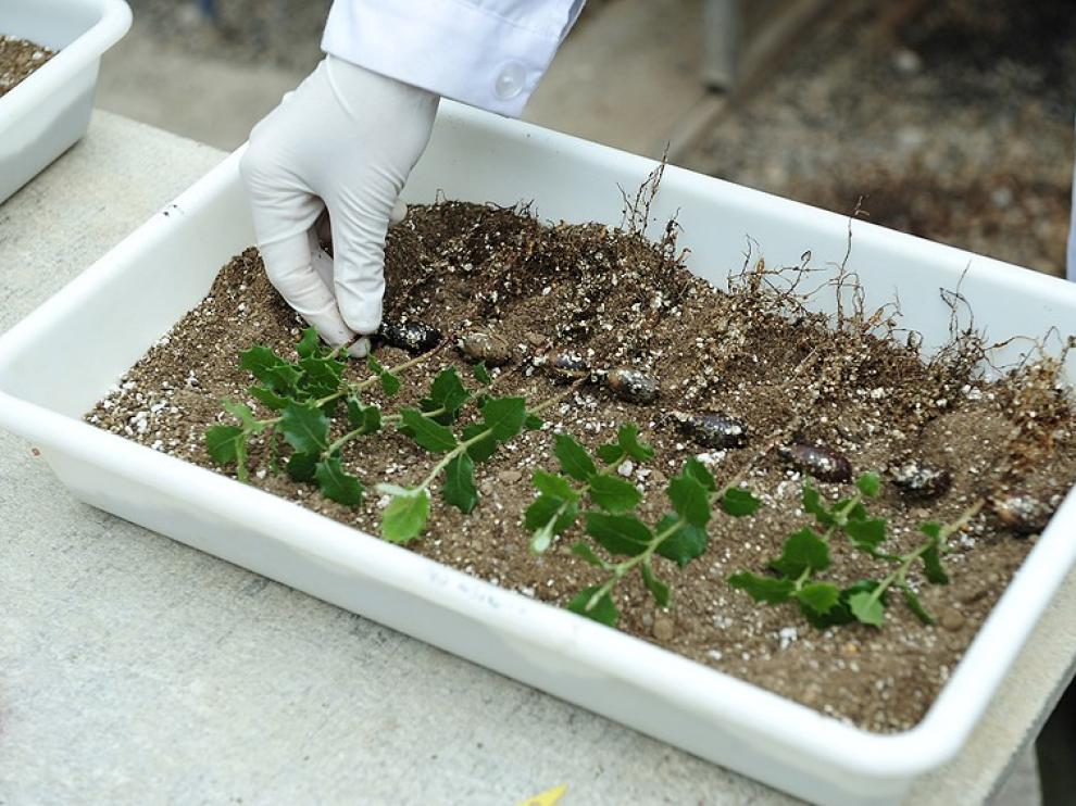El programa permitirá el intercambio de experiencias científicas en el cultivo de la trufa.