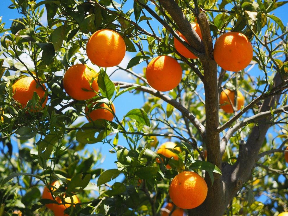 Naranjas, fruta de temporada de invierno