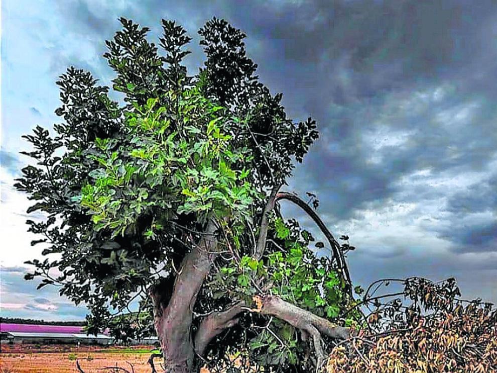 De Marta Herce, la foto de esta higuera rota con una tormenta al fondo está tomada en Alcañiz.