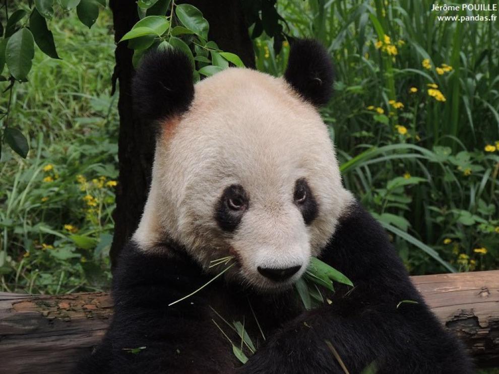 Xinxing falleció en el zoológico de la ciudad central china de Chongqing a los 38 años.