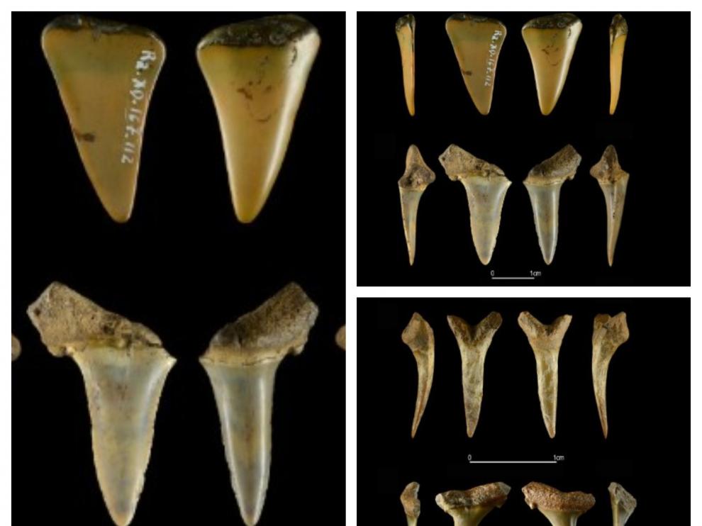 Dientes de tiburón hallados en la cueva cántabra.