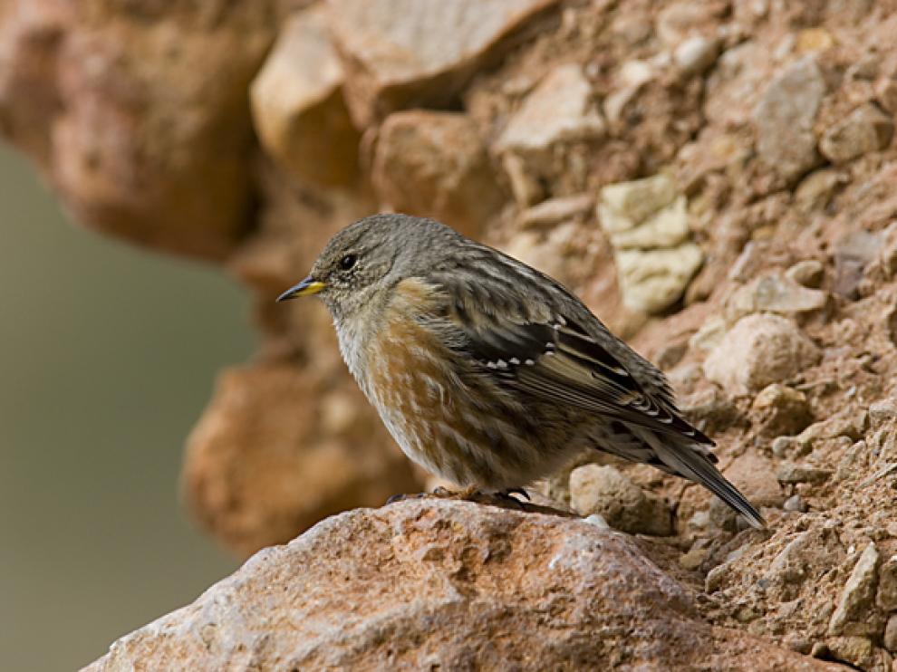 El acentor alpino es una de las aves de montaña que está sufriendo este declive