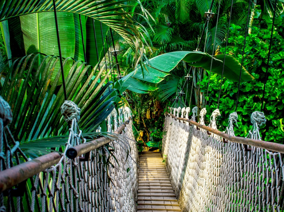 Imagen de archivo de un puente colgante en el Amazonas