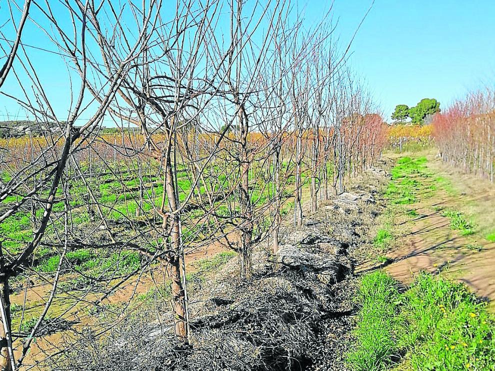 Acolchado en una zona de frutales de Aragón.