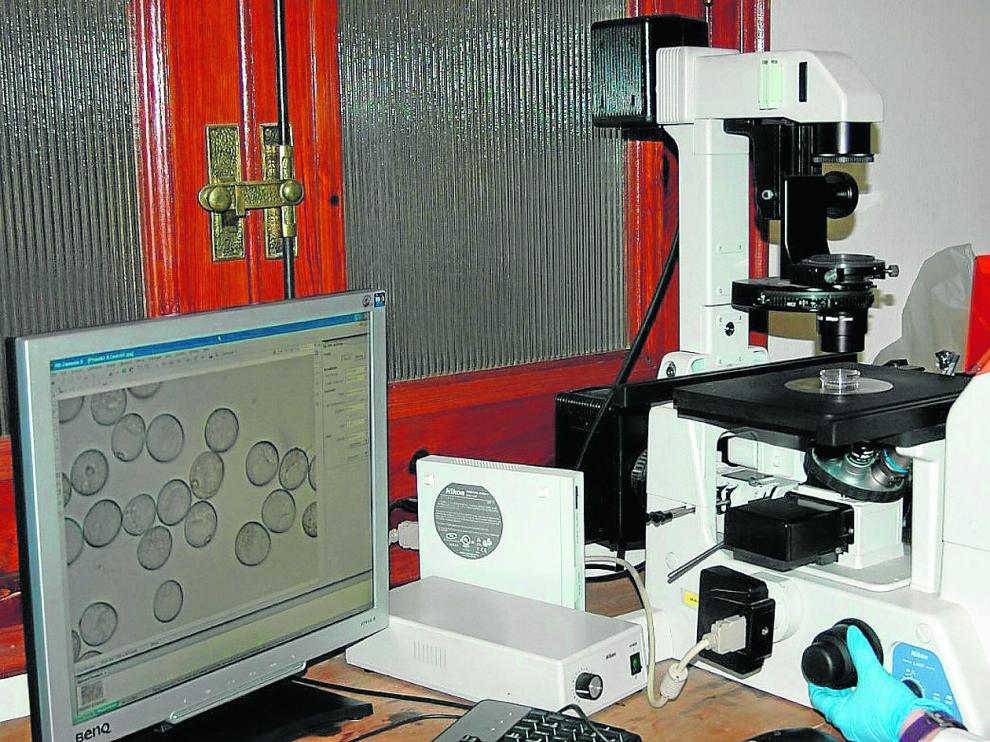 Una investigadora trabaja en el proyecto del CSIC para la mejora genética del trigo panadero