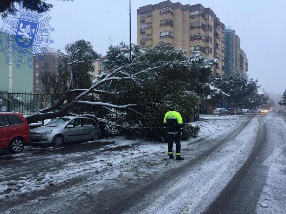 La caída de un árbol por el temporal ha obligado a cortar un carril en Duquesa Villahermosa, en su confluencia con Vía Universitas.