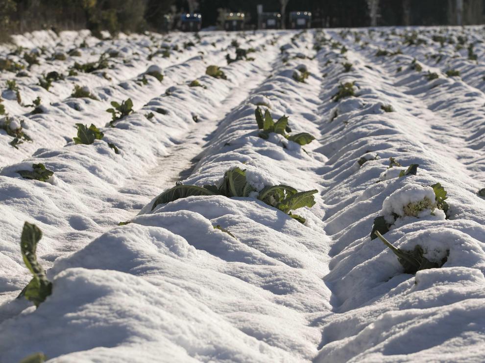 Foto de los invernaderos de Peñaflor destrozados por el peso de la nieve tras el paso de la borrasca Filomena