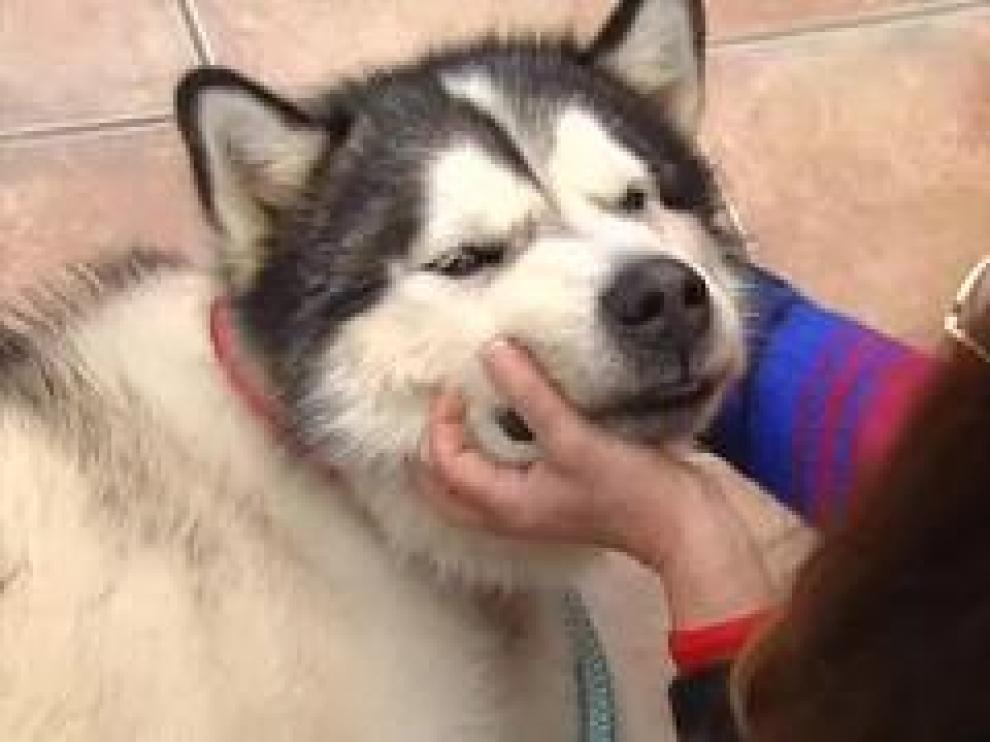Rholo, un alaskan malamute, ha estado tres semanas sin alimento y soportando el temporal Filomena