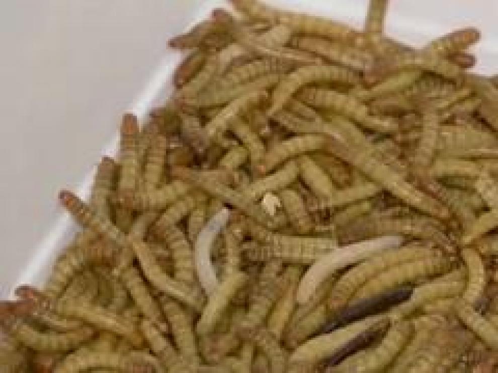 Los insectos dan el salto a los platos de los europeos