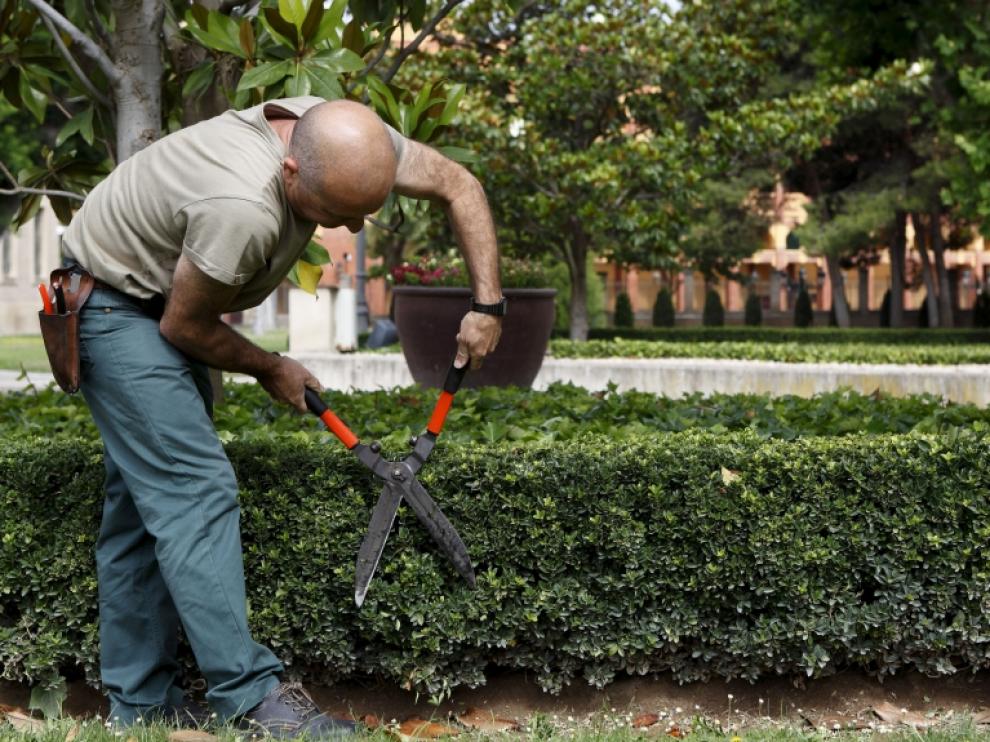 El servicio de jardinería es uno de los contratos que el Gobierno de Aragón reserva para centros especiales de empleo y empresas de inserción