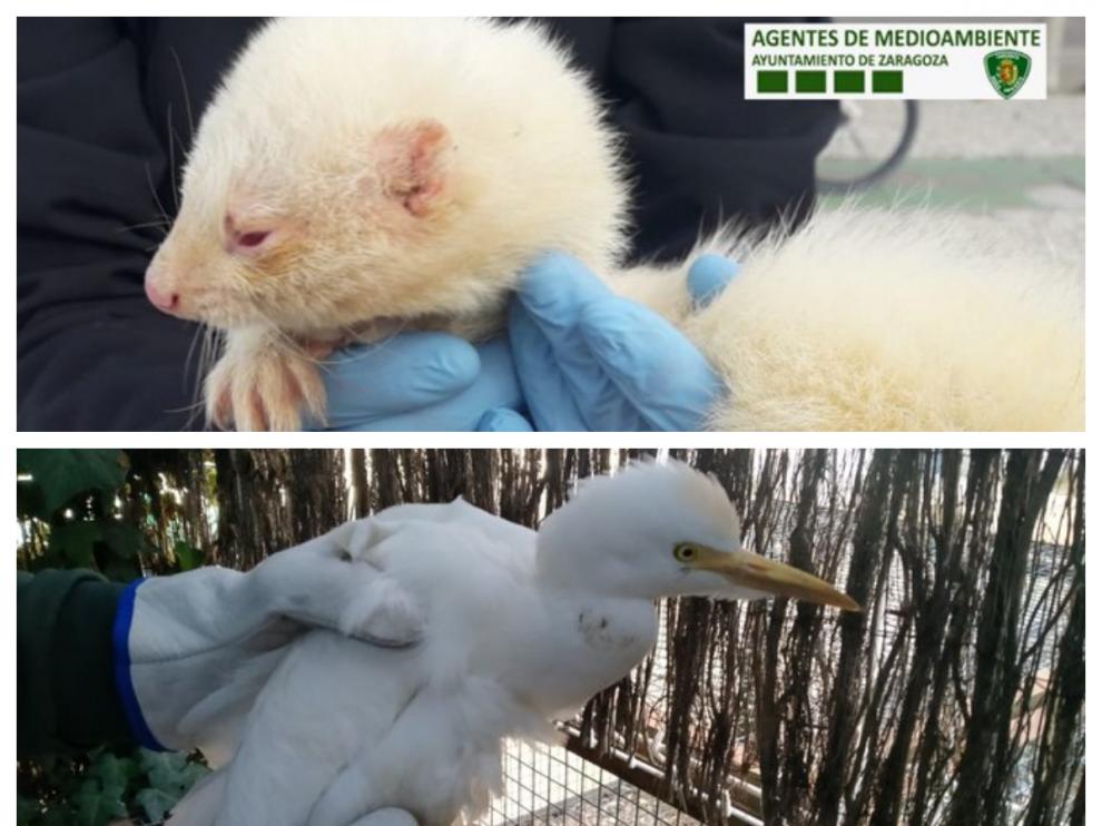 El hurón albino y la garcilla bueyera, los dos ejemplares recuperados por la Unidad Verde.