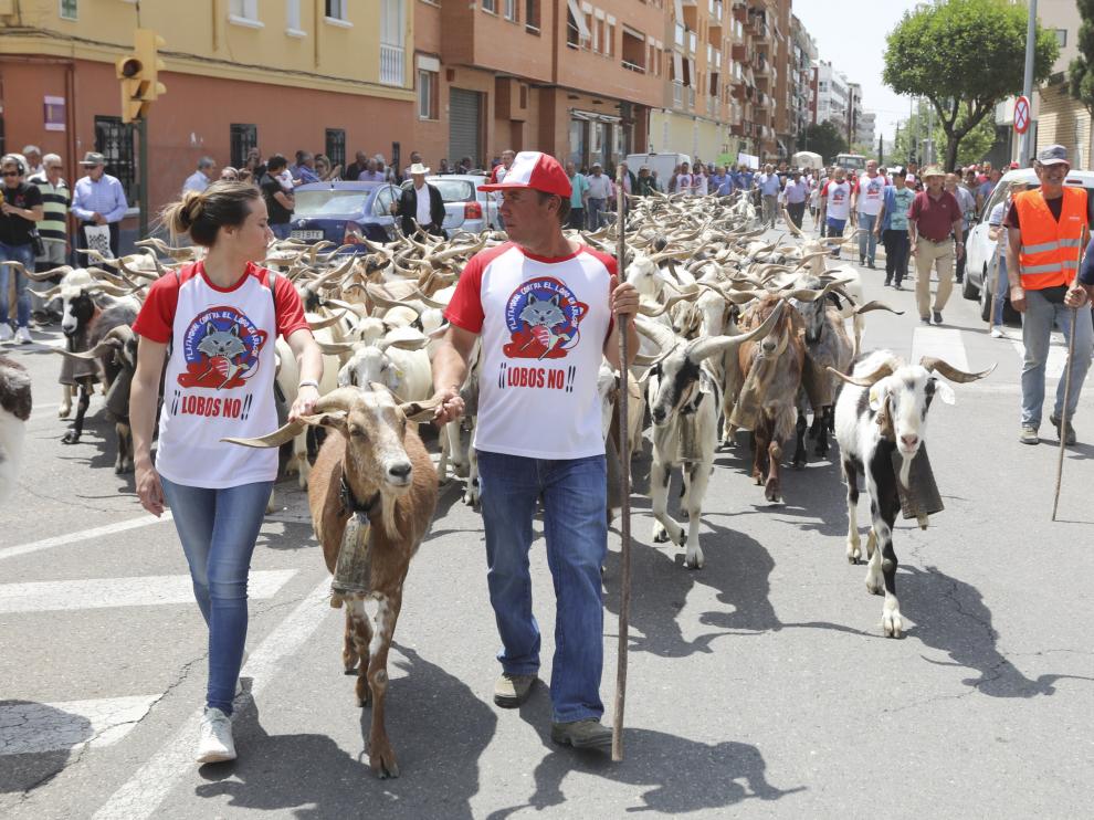 Los ganaderos de Aragón han manifestado públicamente su oposición a la presencia del lobo.