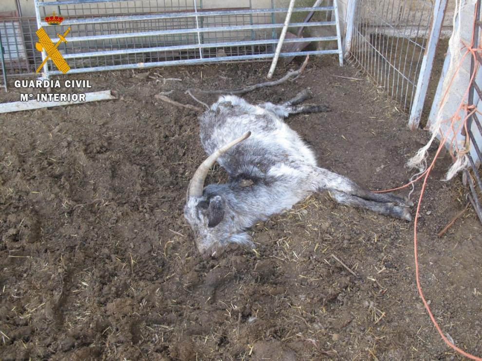 Imagen de uno de los animales muertos.