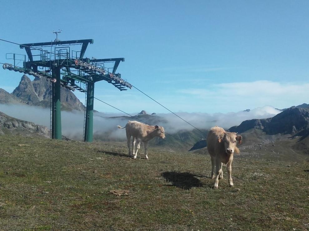 El estudio se ha realizado en los valles de Broto, Benasque y Baliera-Barrabés.