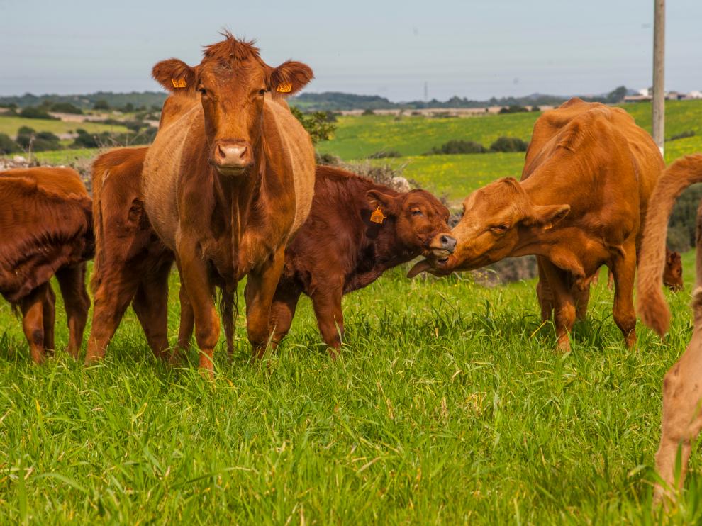 La red Bovine trabajará por la sostenibilidad del sector.
