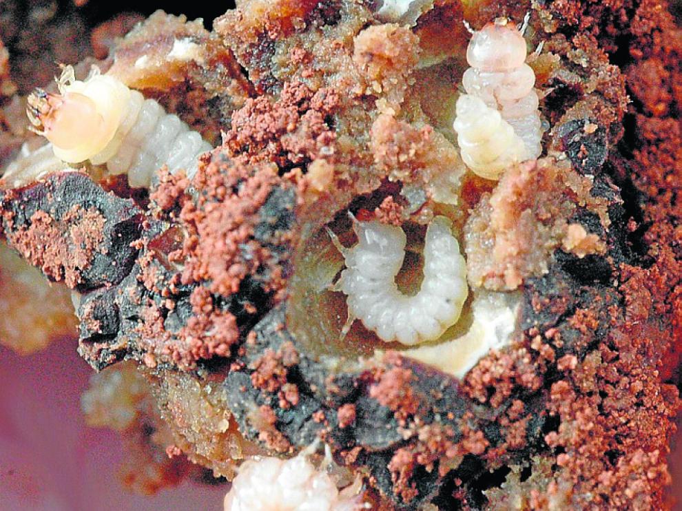 Trufa infestada por larvas de ‘Leiodes cinnamomeus’ la principal plaga que afecta al Tuber melanosporum, hongo en el que provoca un descenso de la producción y de la calidad.