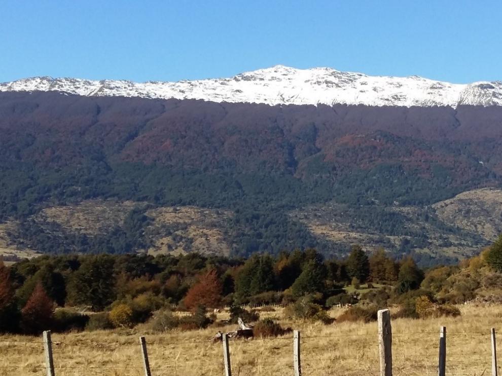 Un estudio del IPE muestra que los árboles del límite del bosque podrían ser menos sensibles al aumento de las temperaturas.
