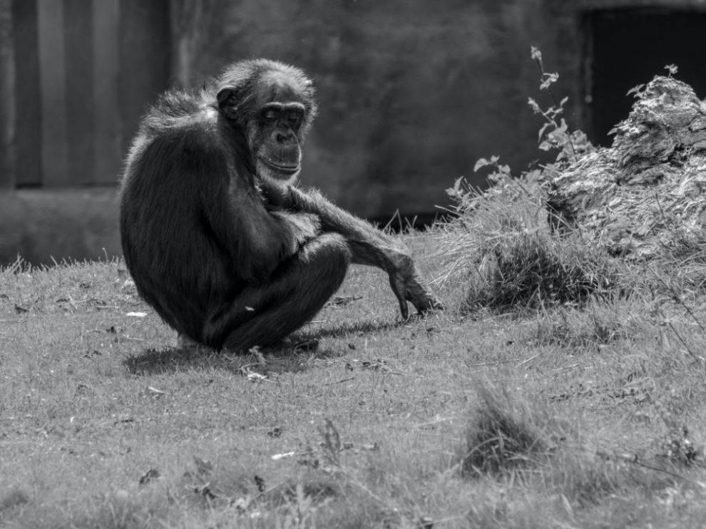 Los chimpancés se suelen distanciar de los individuos enfermos.
