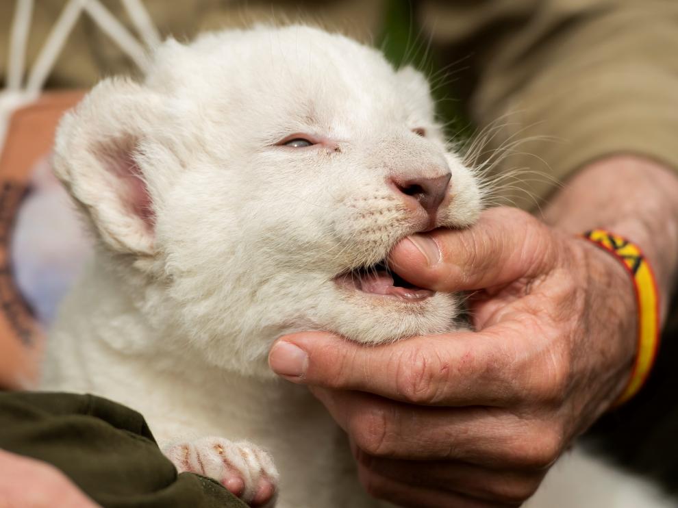 The White King, un cachorro de león blanco en Sevilla