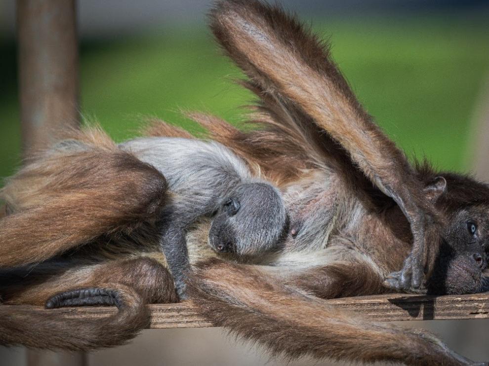 Nace en el Zoo de Barcelona una mona araña.