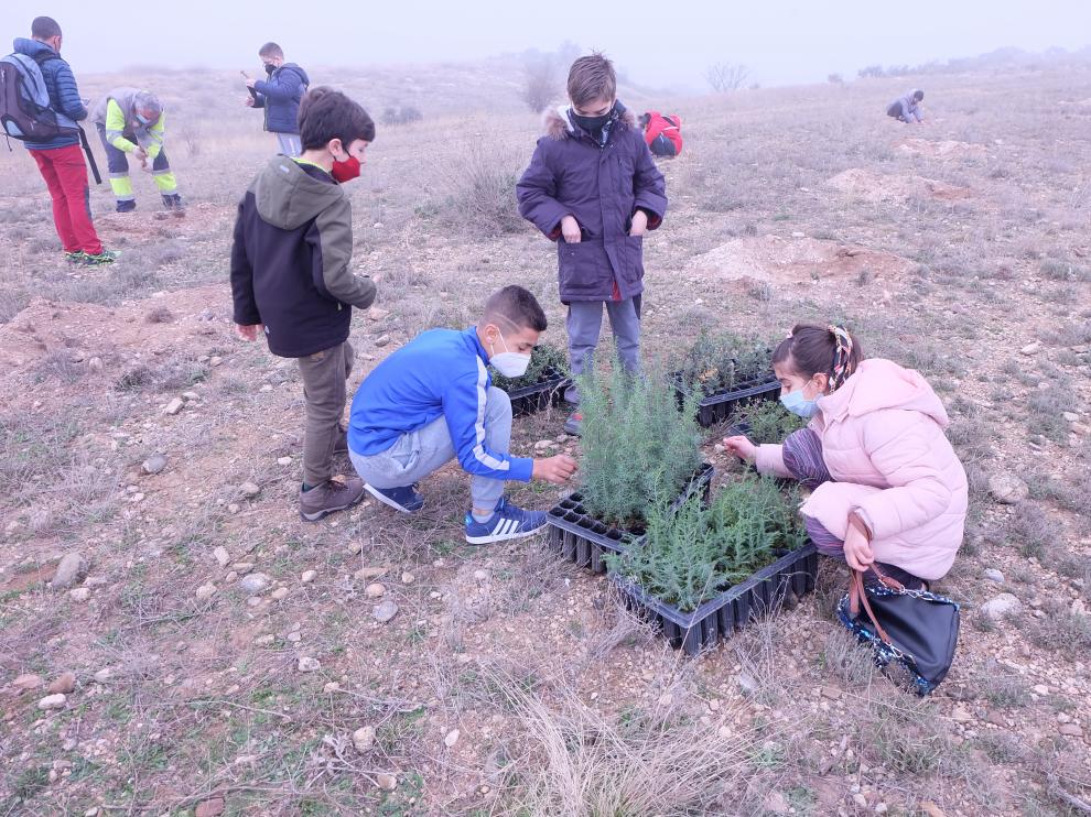 Los escolares turiasonenses plantan 1.500 árboles en la Dehesa.